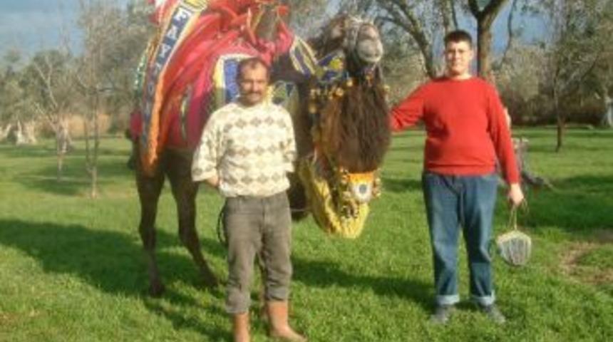 Burhaniye&rsquo;de Şampiyon Develer İtibar G&ouml;r&uuml;yor