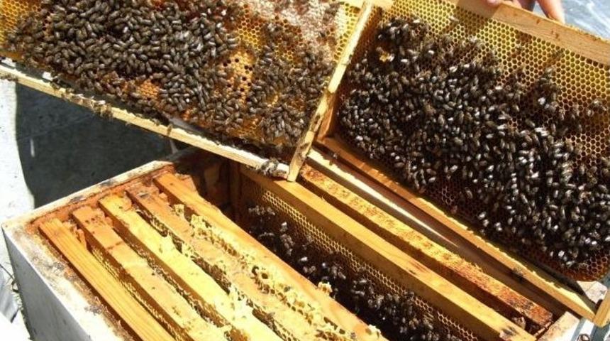 Kocaali Kestane Balı Marka Oluyor