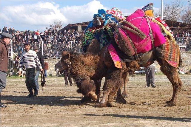 Çardak 2. Geleneksel Deve Güreşleri Yapıldı