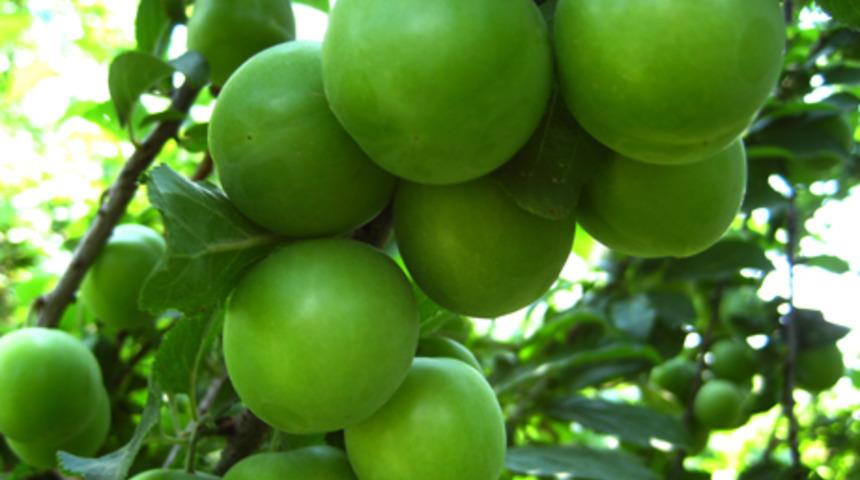 Eriğin faydaları...