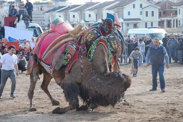 Didim 2. Deve Güreşi Festivali...