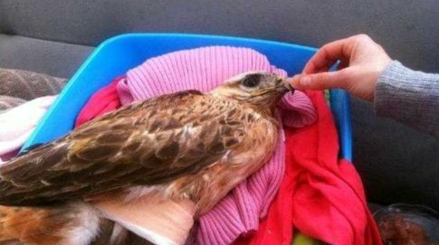 Yaralı Şahin&rsquo;in Kanadına Platin Takıldı