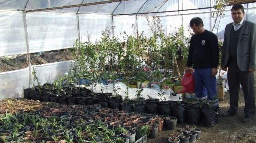 Ortaca Belediyesi &Ccedil;i&ccedil;eğini Kendisi Yetiştiriyor