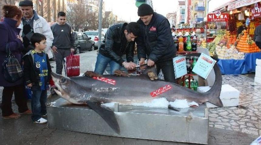 3 Metre 70 Santimlik K&ouml;pekbalığı Tezgahta Sergilendi