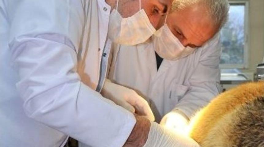 Osmangazi Hayvan Barınağı &Ouml;rnek Oluyor