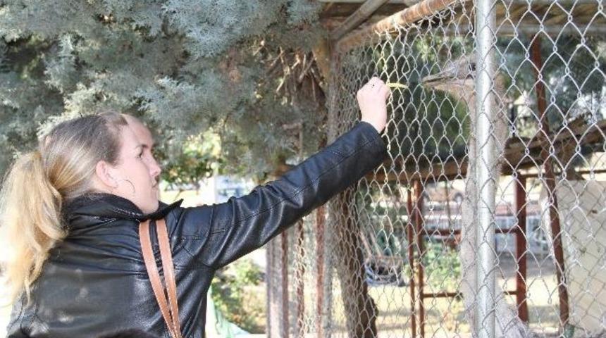 Adanalının Deve Kuşu Merakı