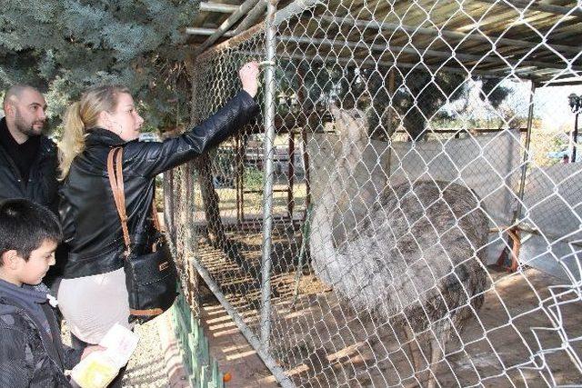 Adanalının Deve Kuşu Merakı 1