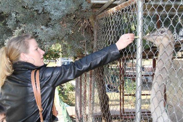 Adanalının Deve Kuşu Merakı 2