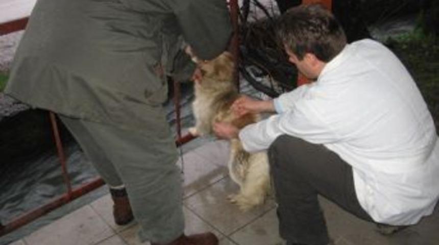 D&uuml;zce&rsquo;de Kuduz Hastalığına Karşı 7 Bin 500 Kedi K&ouml;pek Aşılanacak