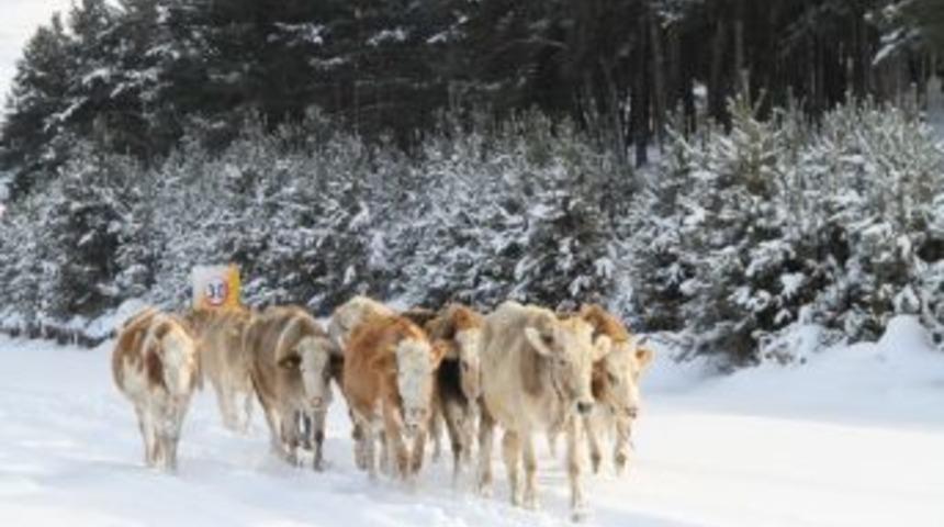 Ardahan'da Bir Ay &Ouml;nce, &Ccedil;amlı&ccedil;atak K&ouml;y&uuml;nde Uygulanan Şap Karantinası Kaldırıldı
