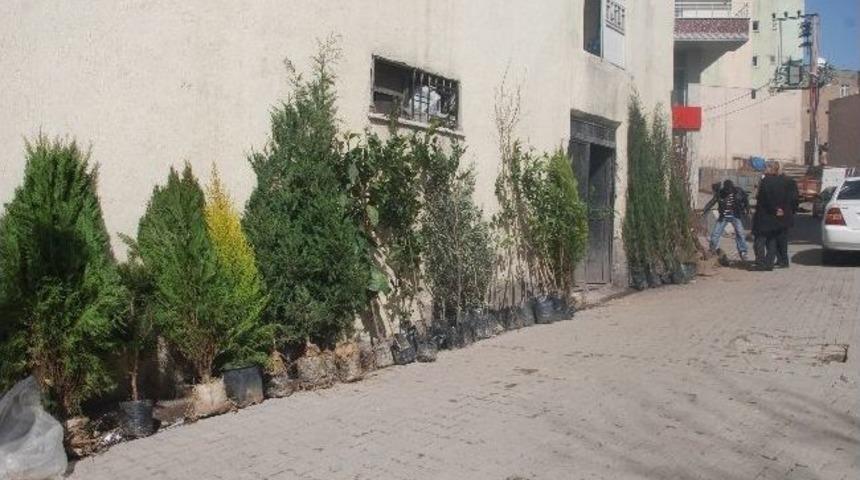 Şırnaklı Vatandaşlardan Fidanlara Yoğun İlgi