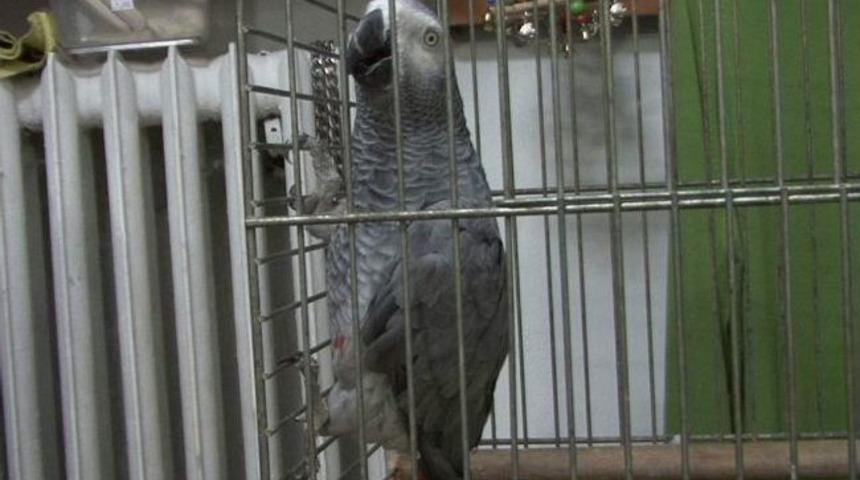 Papağan Kedi Gibi Miyavlıyor