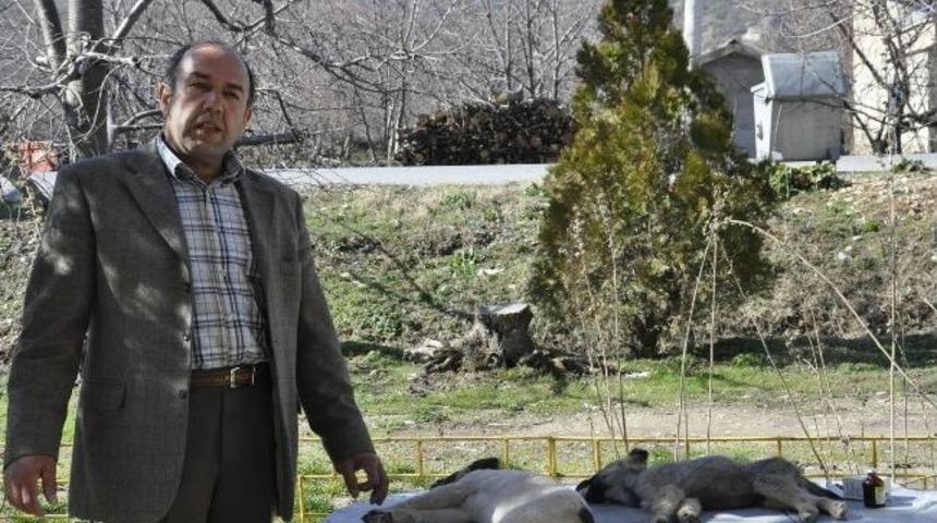 K&ouml;pekleri Zehirlenen Emekli Polis Savcılığa Başvurdu