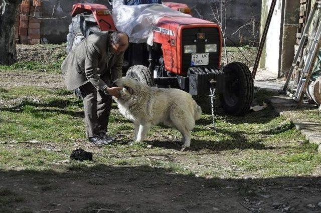 Köpekleri Zehirlenen Emekli Polis Savcılığa Başvurdu