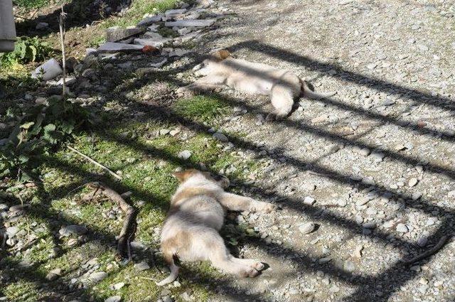 Köpekleri Zehirlenen Emekli Polis Savcılığa Başvurdu