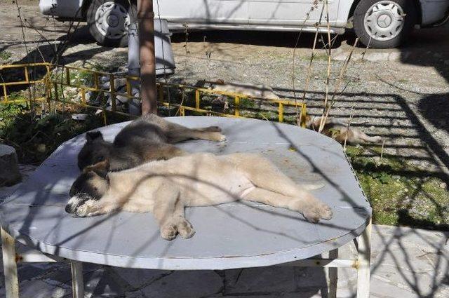 Köpekleri Zehirlenen Emekli Polis Savcılığa Başvurdu