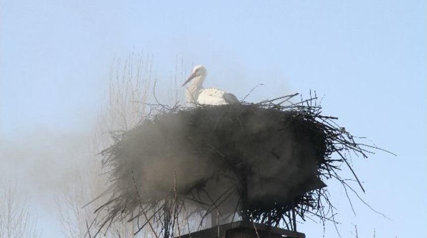 Bahar&rsquo;ın M&uuml;jdecisi Leylekler Ardahan'a Erken Geldi