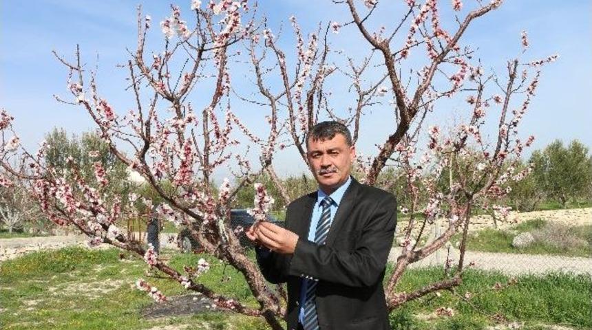 Mut&rsquo;ta Kayısı Ağa&ccedil;ları 10 G&uuml;n &Ouml;nce &Ccedil;i&ccedil;ek A&ccedil;tı