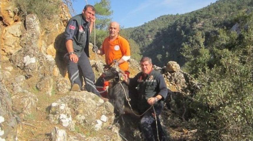 Kayalıklarda Sıkışan Ke&ccedil;iyi Kurtarıldı