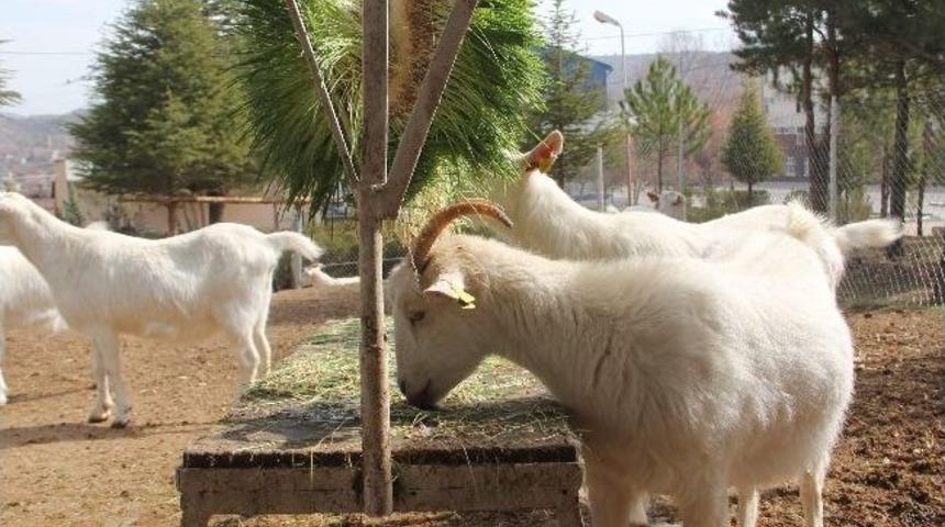 (&ouml;zel Haber) Kb&uuml;&rsquo;de Topraksız Tarım &Uuml;retimi Araştırması