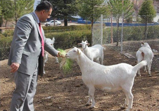 (özel Haber) Kbü’de Topraksız Tarım Üretimi Araştırması