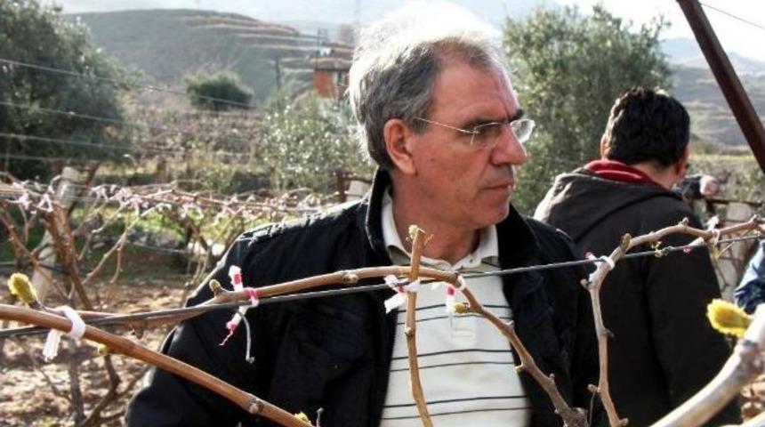 &Uuml;z&uuml;m Bağları Erkenden Uyandı