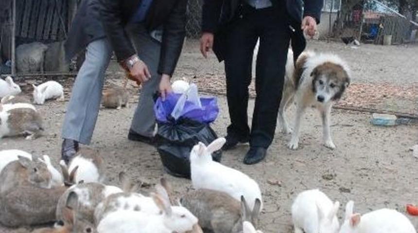 Sinop'taki Tavşanlara Yiyecek Yardımı