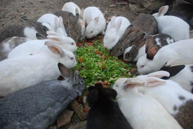 Sinop taki Tavşanlara Yiyecek Yardımı 1