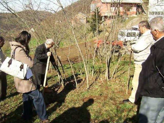 Fındıkta Gübreleme Ve Budama Teknikleri