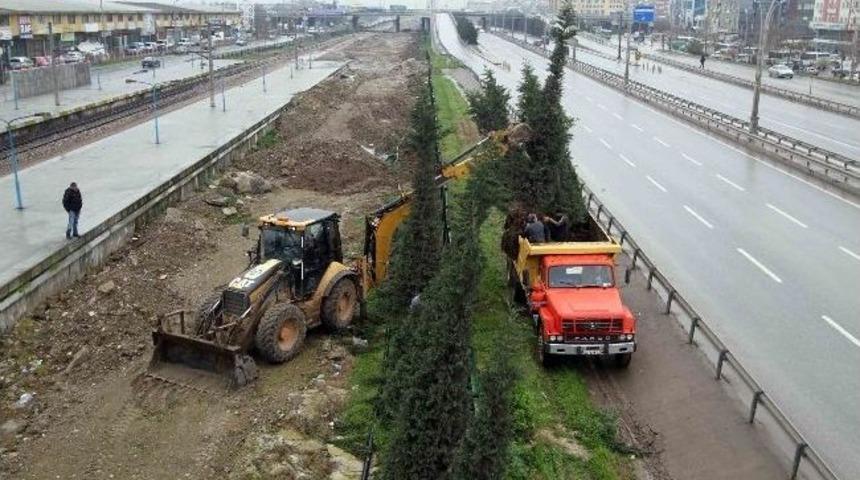 Hızlı Tren &Ccedil;alışmasıi&ccedil;in S&ouml;k&uuml;len Ağa&ccedil;lar Yeni Yerlerinde
