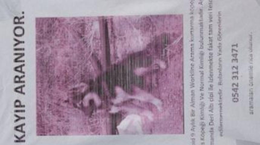 Kaybolan 9 Aylık &lsquo;rapid&rsquo; İsimli Arama Kurtarma K&ouml;peği Aranıyor