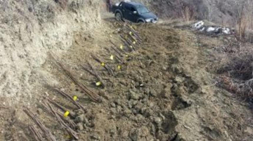 Karadenizin En B&uuml;y&uuml;k Ceviz Bah&ccedil;esinde Verim Artacak