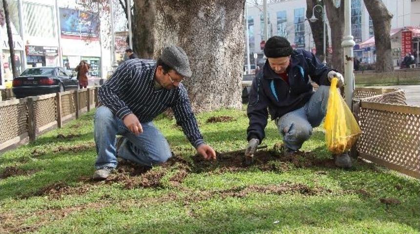Hendek&rsquo;te Lale Devri Başlayacak