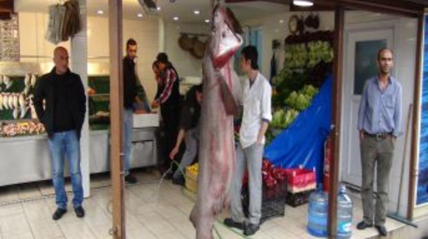 Dev 'camg&ouml;ze' B&uuml;y&uuml;k Ilgi