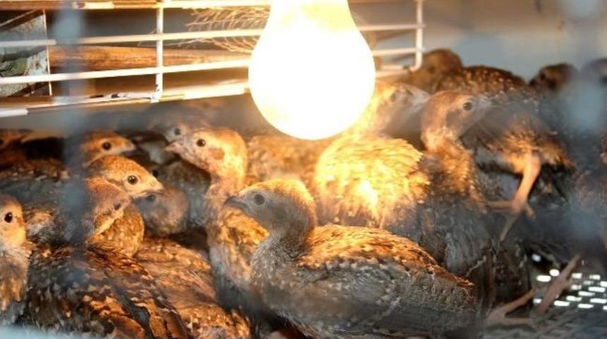 &Ccedil;ankırı&rsquo;da Keklik &Uuml;retim &Ccedil;alışmaları