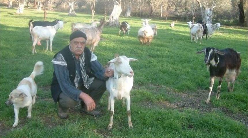 Burhaniye&rsquo;de Yağmurlar &Ccedil;obanları Sevindirdi