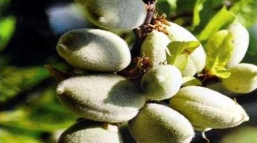 Dat&ccedil;a&rsquo;da İlk &Ccedil;ağla 25 Tl&rsquo;den Alıcı Buldu