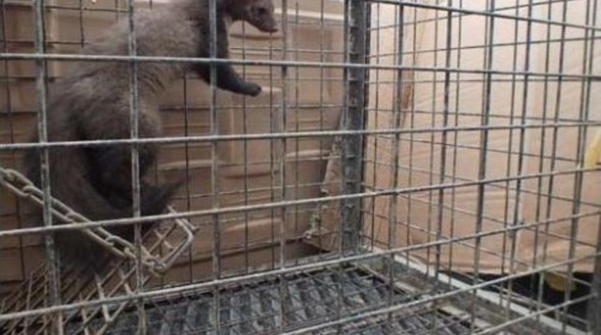 K&uuml;meste Yakalanan Sansar Doğaya Salındı