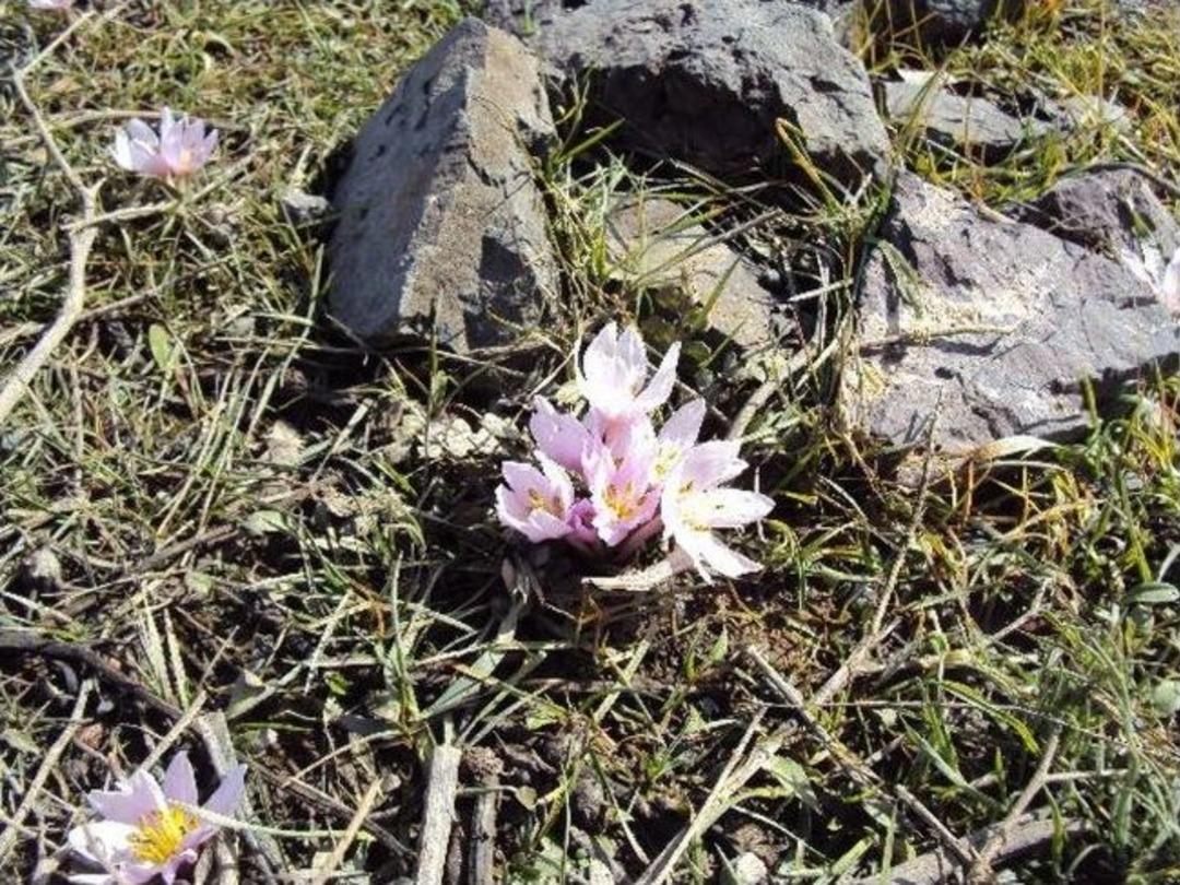 Baharın M&uuml;jdecisi Kardelen &Ccedil;i&ccedil;eği &Ccedil;ıkmaya Başladı