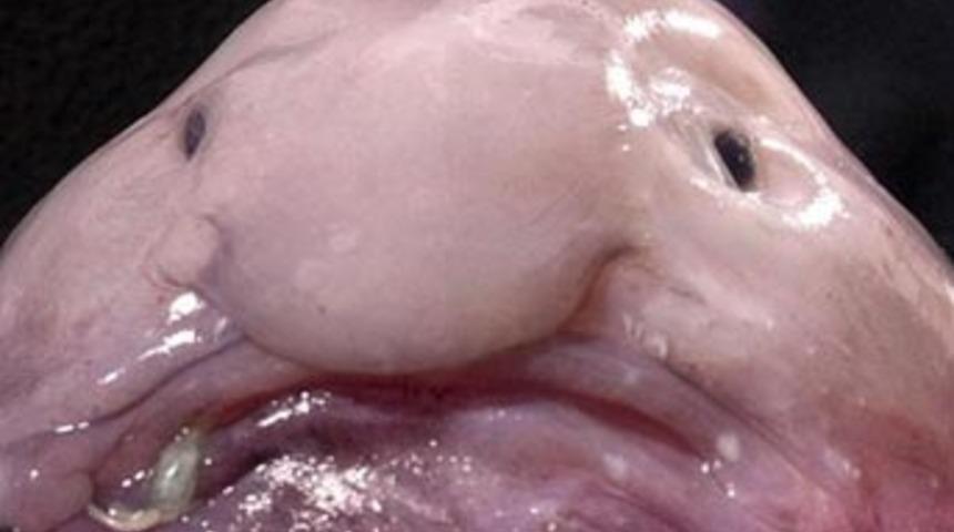 En &ccedil;irkin hayvan