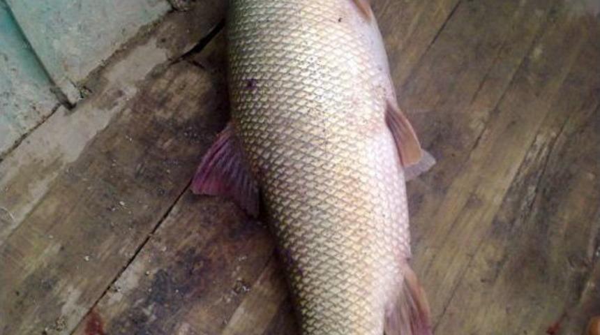 &Ccedil;emişgezekli Balık&ccedil;ılar 40 Kiloluk Turna Avladı