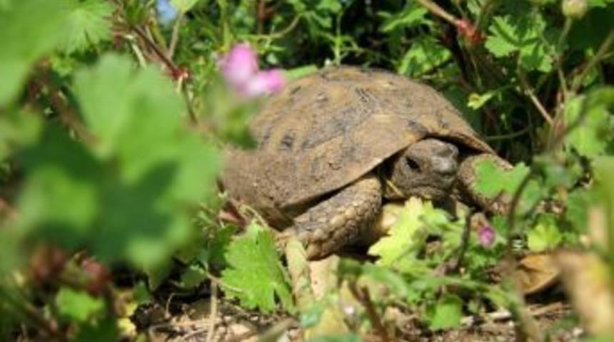 Kaplumbağalar Kış Uykusundan Uyandı