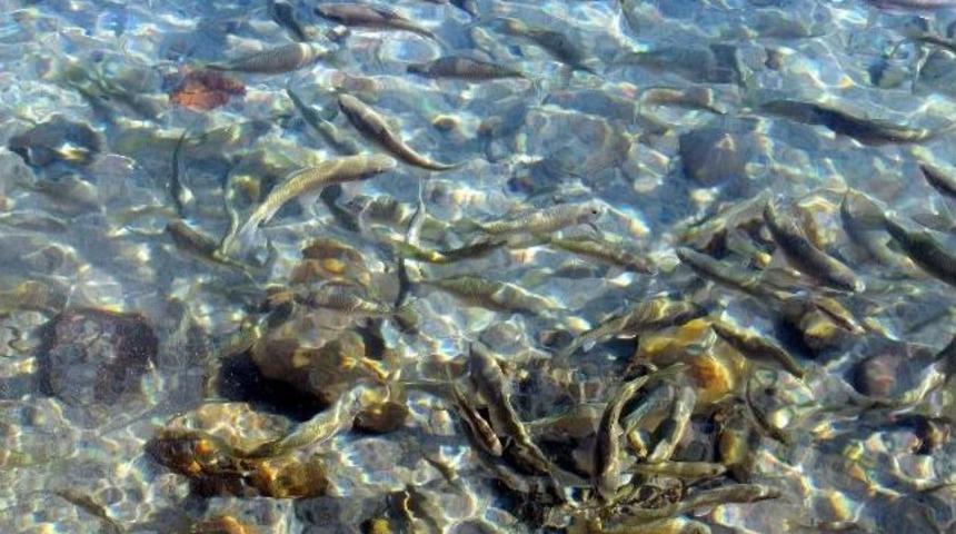 Sivas İl &Ouml;zel İdaresi Kalkım &Ccedil;ermiği Jeotarmal Suyunu Satın Aldı