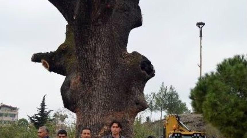 500 Yıllık Ağa&ccedil; Kurtarıldı