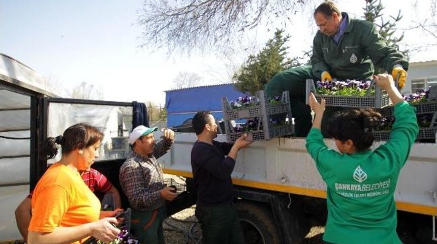 &Ccedil;ankaya Seralarına Bahar Geldi
