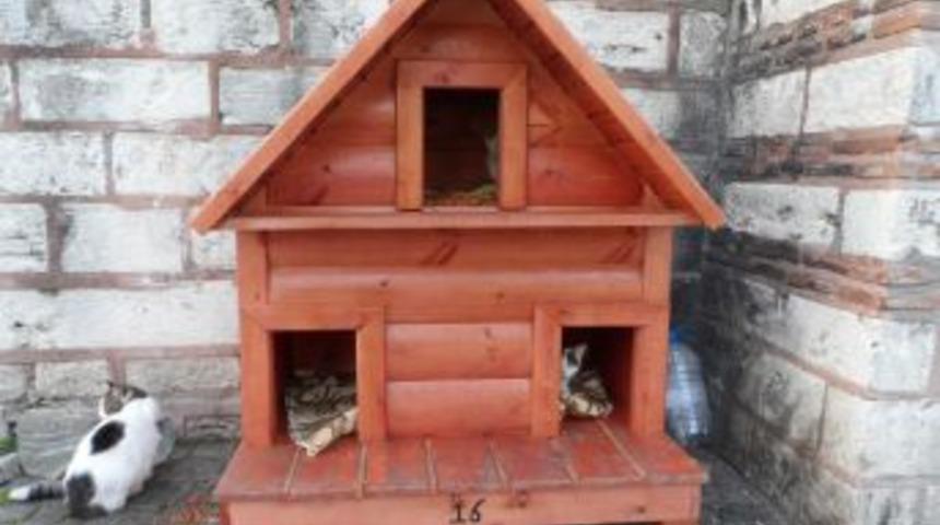 Sokak Kedileri 'kedi Evi'nde Barınacak