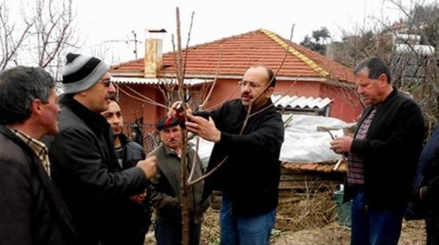 Aydın&rsquo;da Kiraz Hastalıklarla M&uuml;cadele Başlatıldı