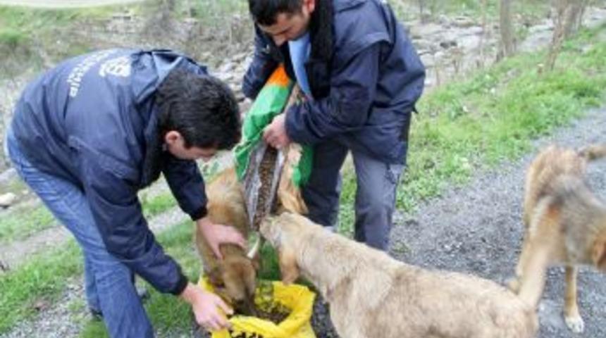 Sokak Hayvanları Belediyenin Korumasında