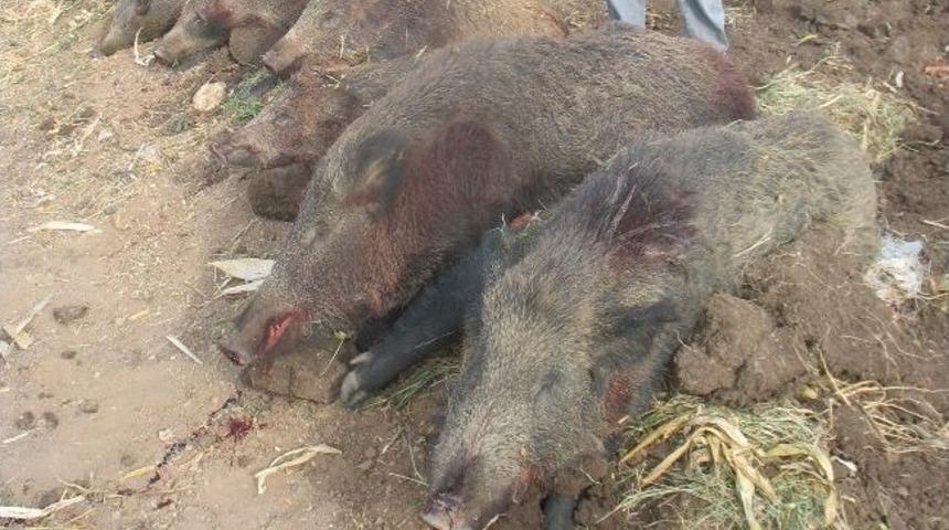 Saruhanlı'da Yaban Domuzlarına Karşı S&uuml;rek Avı