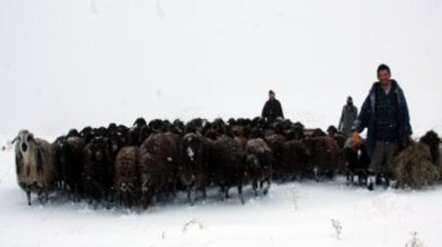 Doğu'da Koyunların Karlara Bata &Ccedil;ıka Yolculuğu